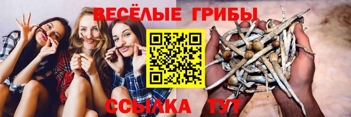 Псилоцибиновые грибы Psilocybe  Вход с VPN  закладка  Сальск 